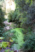 La bassa situada més amunt del canal de Sant Miquel Xic La bassa situada més amunt del canal de Sant Miquel Xic
