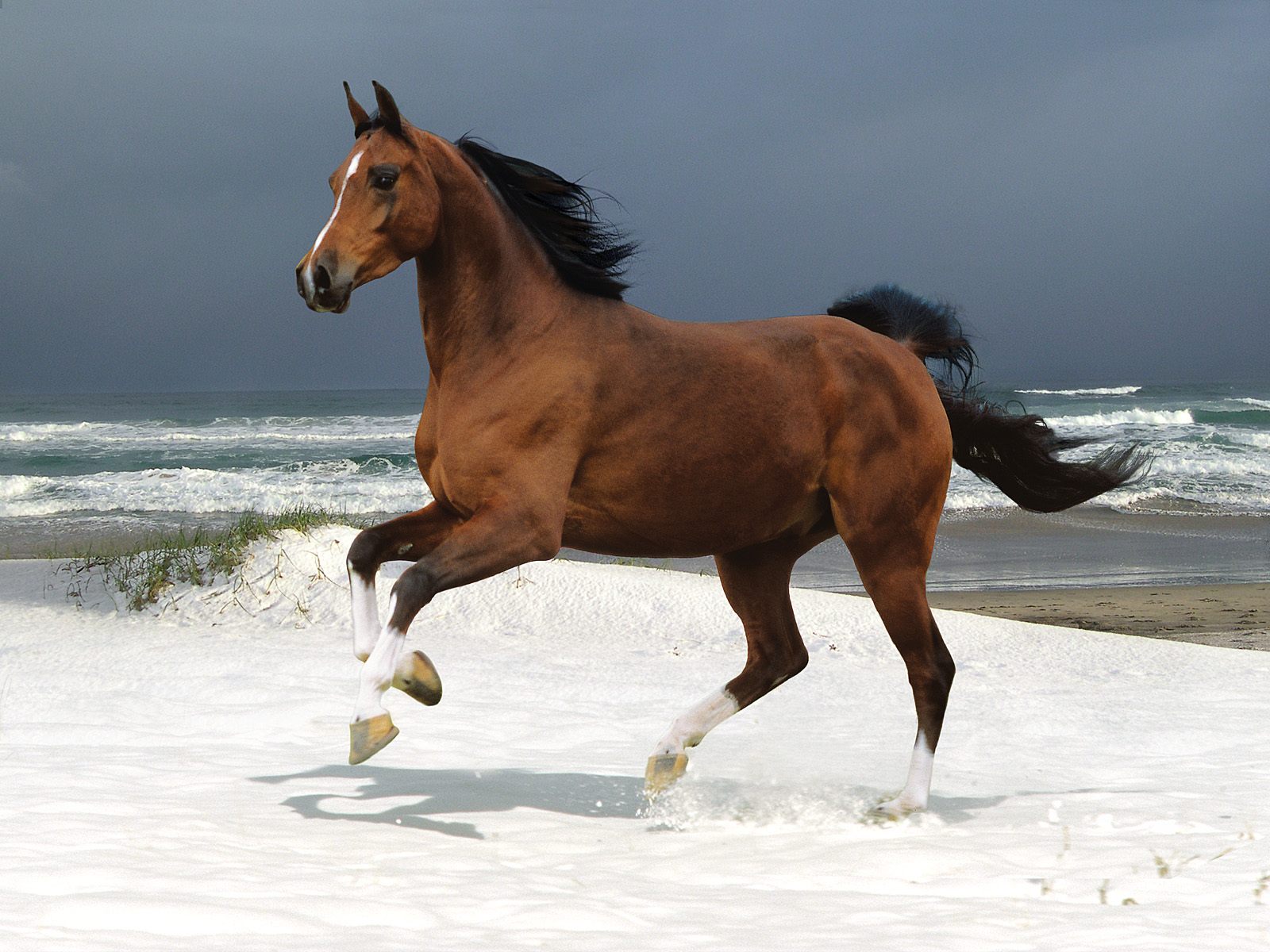 Horse Wallpapers Wild Horses Photos - HD Animal Wallpapers