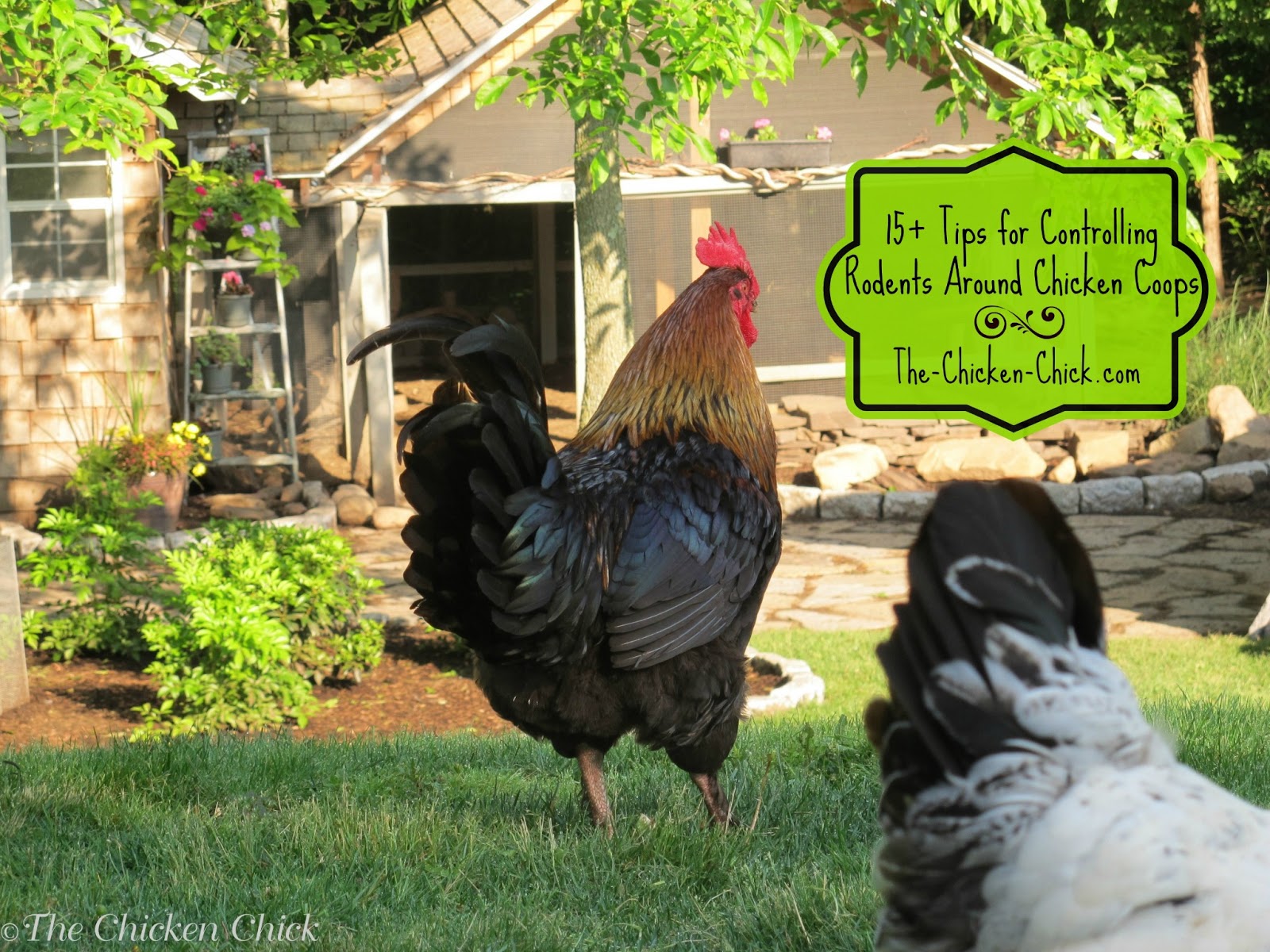 BlueRidgePetCenter 15+ Tips to Control Rodents Around Chicken Coops
