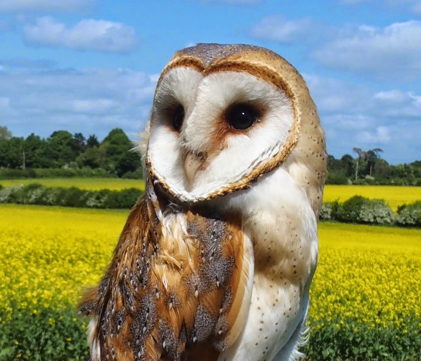 Bisham Barn Owl Group BBOWT Barn Owl