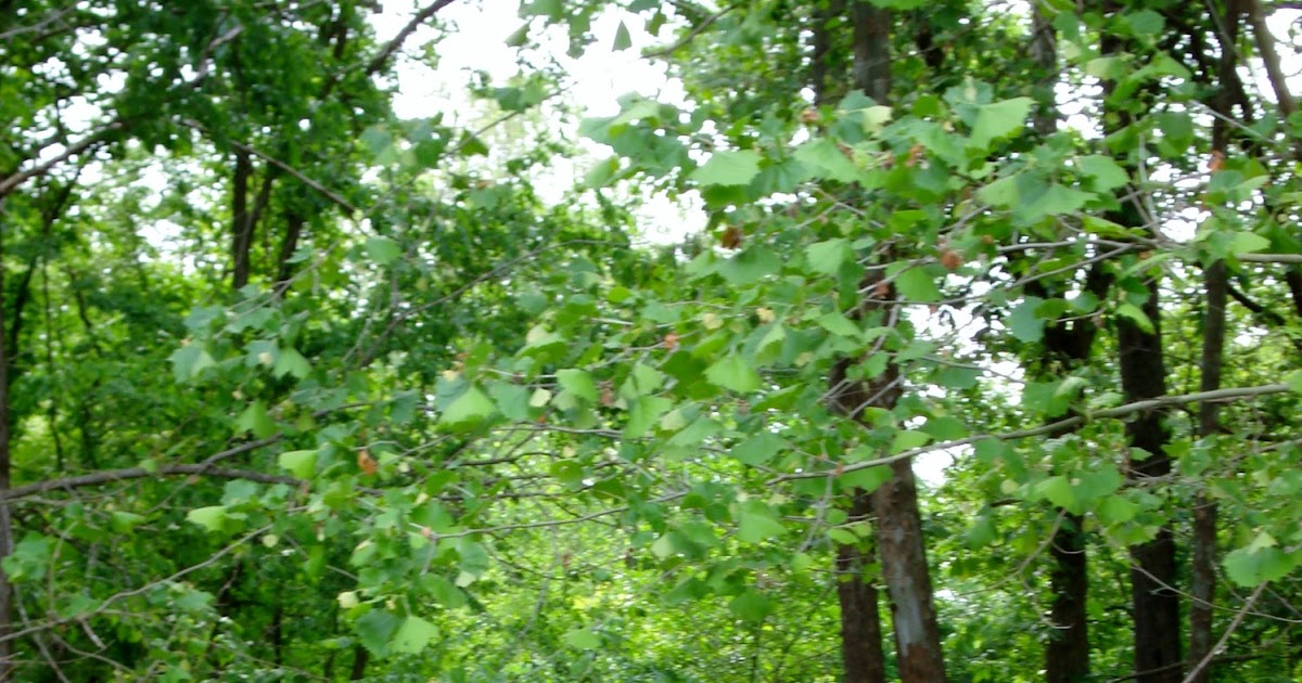 Experiencing Illinois The Spillway at Gillespie Lake