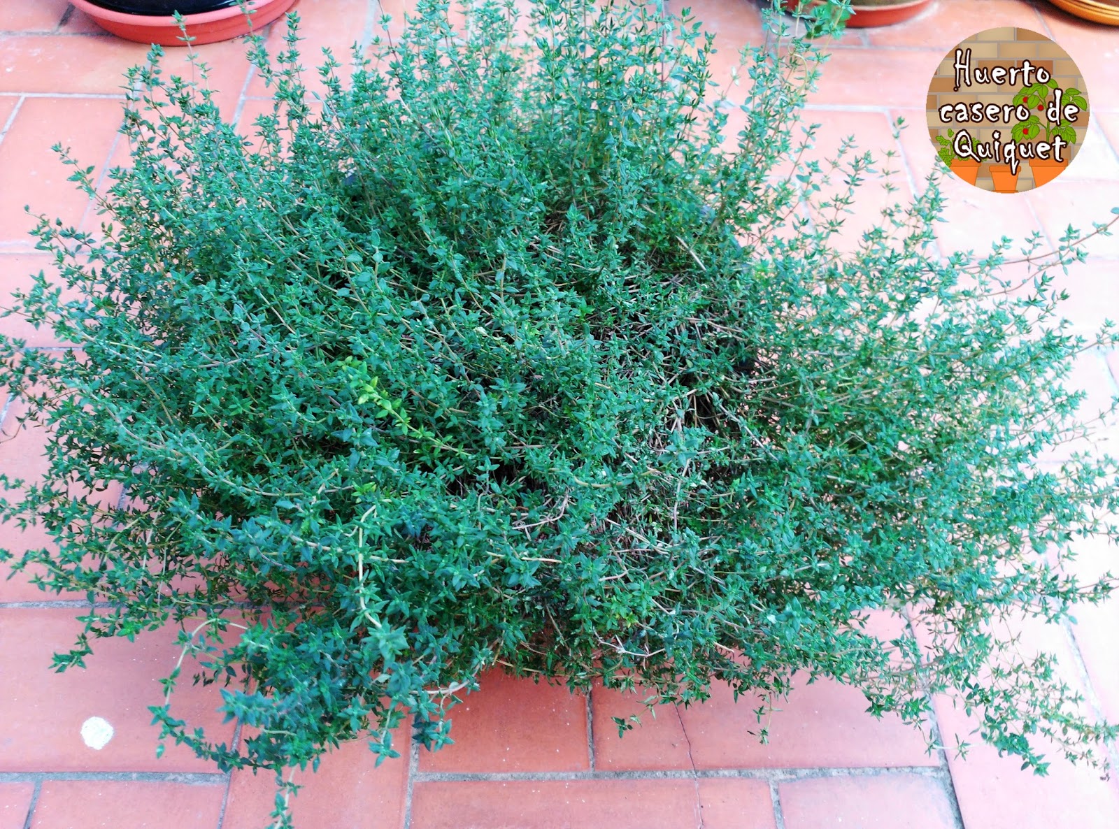 Plantas aromáticas del patio de QUIQUET