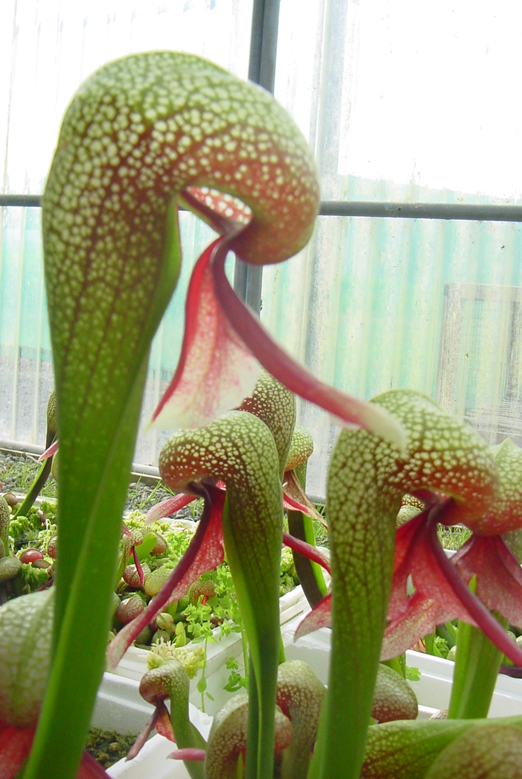 The Fly Papers Meateating plants