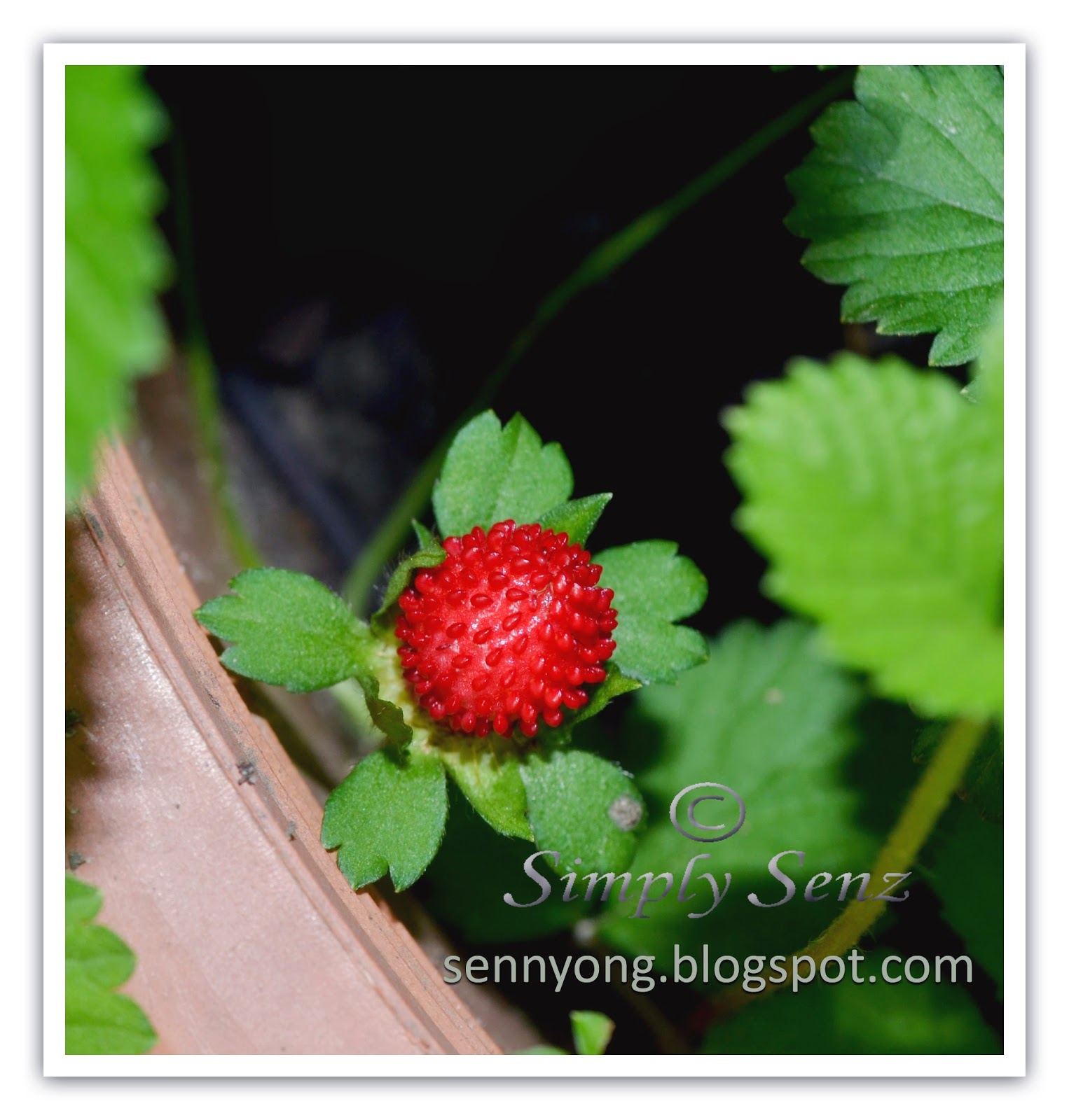 Simply Senz Snake Berries