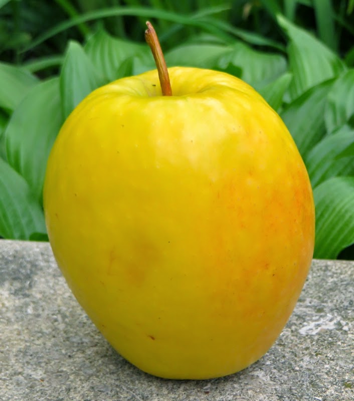 Lemonade (Honeymoon) * Adam's Apples