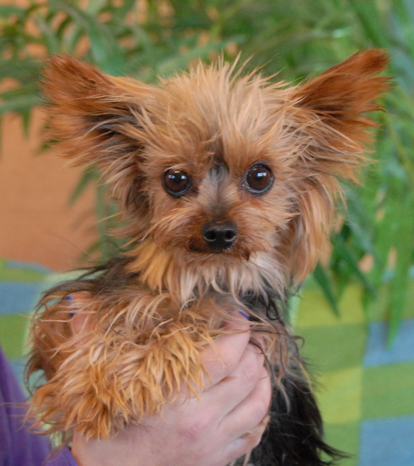 Nevada SPCA Animal Rescue Blinky, a Yorkshire Terrier with immense charm.