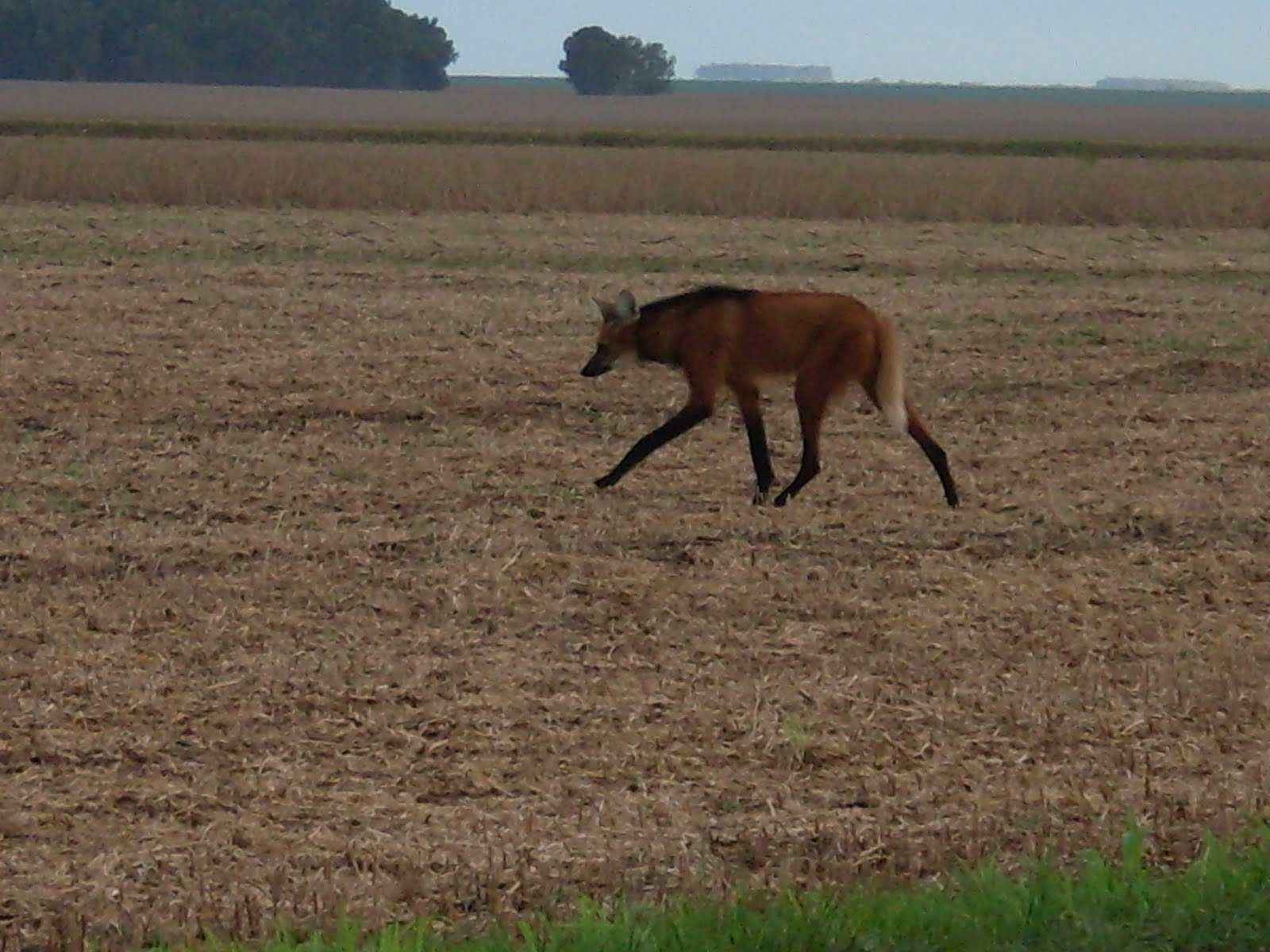 Lobo Guara