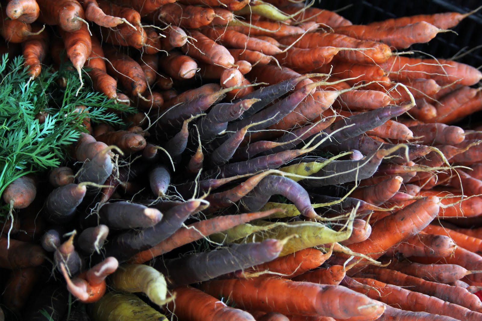 the carrot is mad перевод