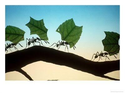 Ant Gathering Food