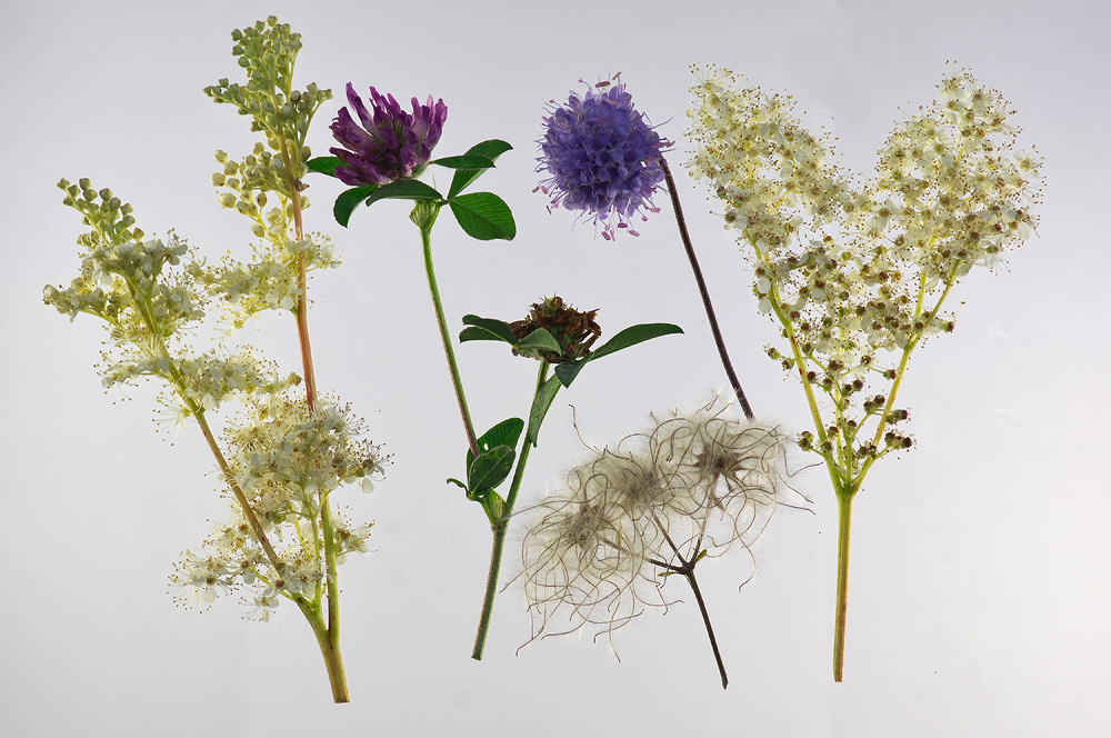 Fleur De Coquelicot Coquelicots En Provence