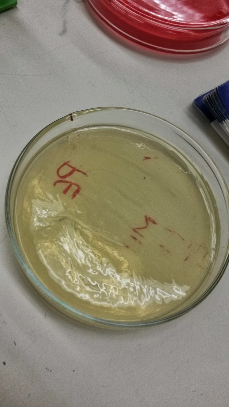 Medical Microbiology (BIO 217 Fall 2013) November 2013