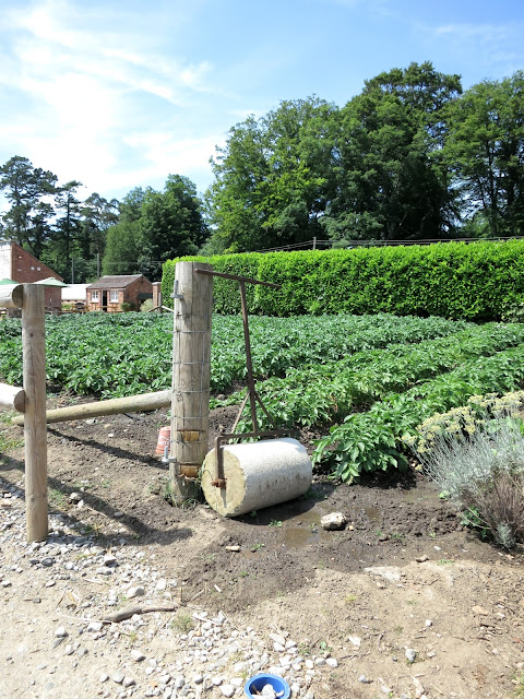 Garden roller in front of potato beds and tall hedge with trees and hut.