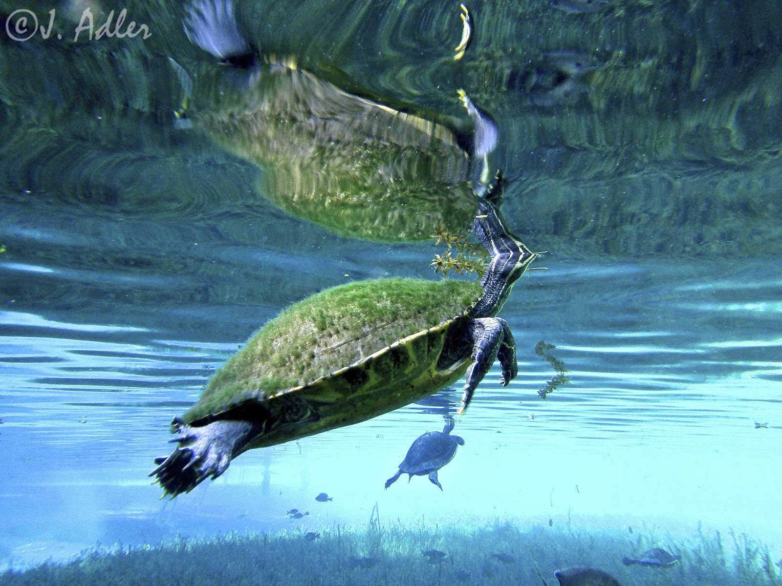 Magnitude 1 It's Raining Turtles