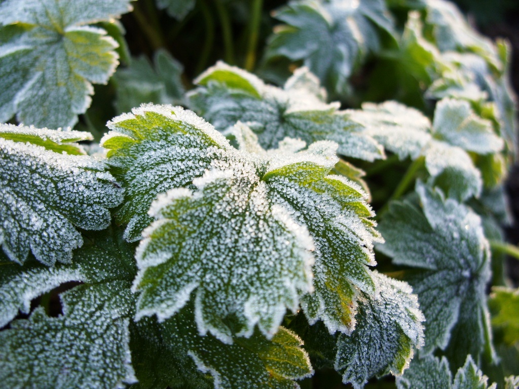 Kelli's Northern Ireland Garden April Fool's Frost