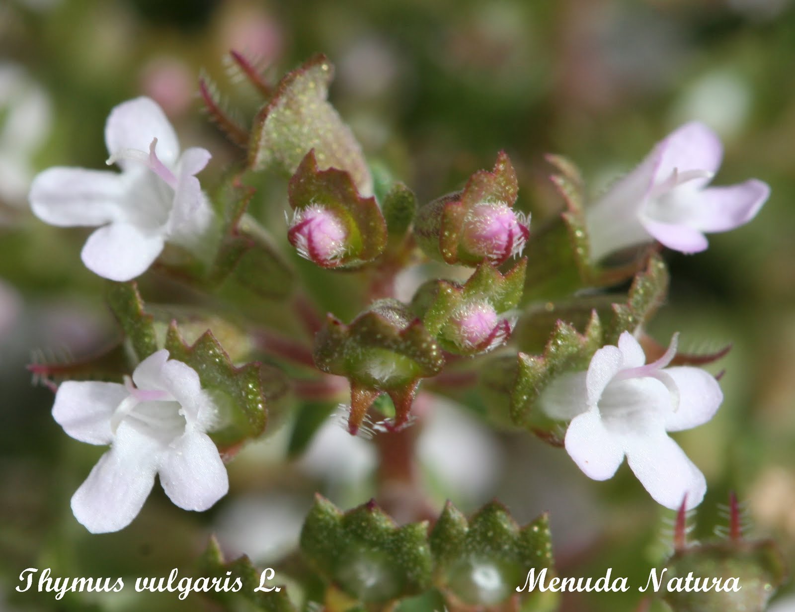 Menuda Natura Thymus vulgaris L.