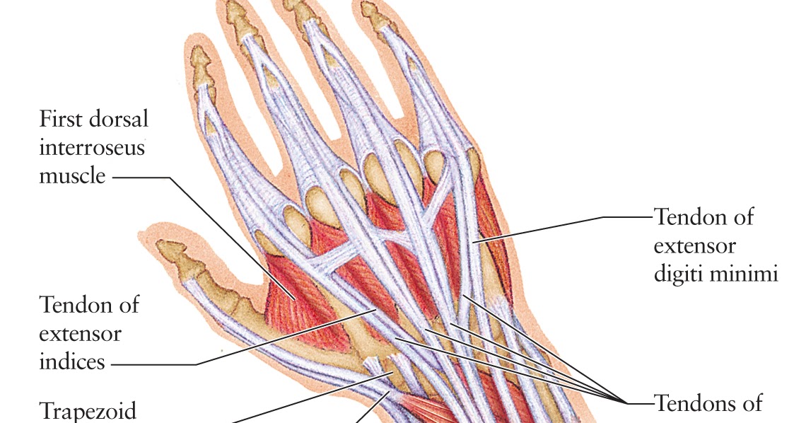 Human Anatomy for the Artist: The Dorsal Hand: The Dorsal Foot's Better