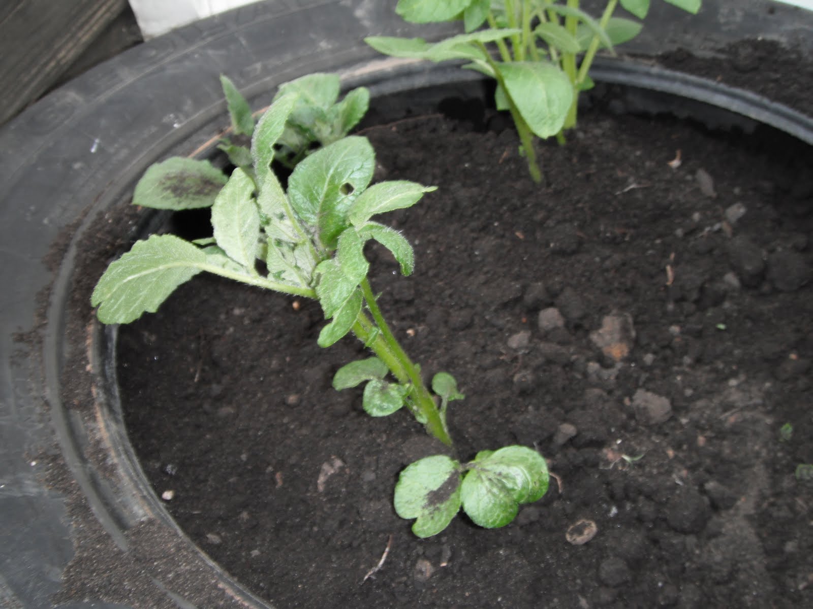 PARTY Gardening 101 Growing Potatoes in Tires Part II