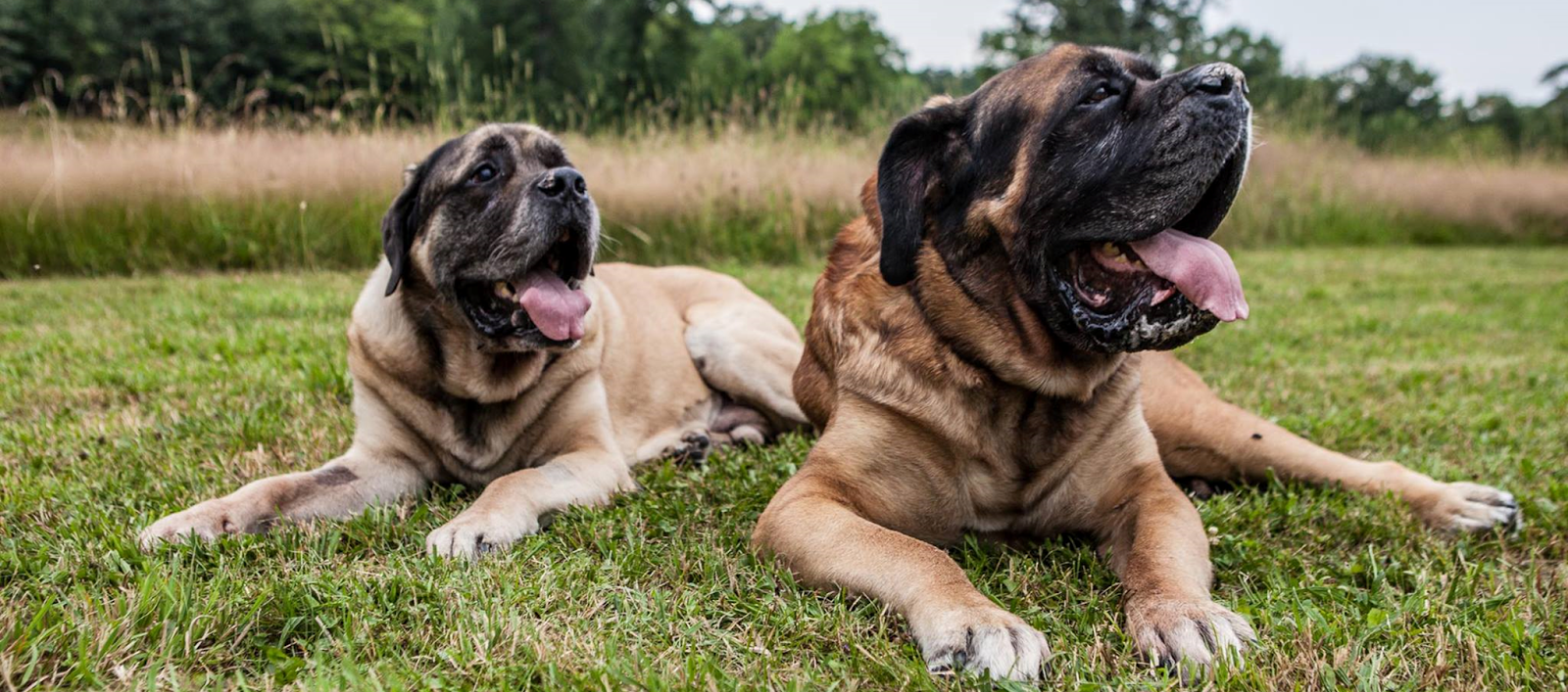 A Mastiff Blog Finding a Mastiff Breeder; The Story of Mack and Murph