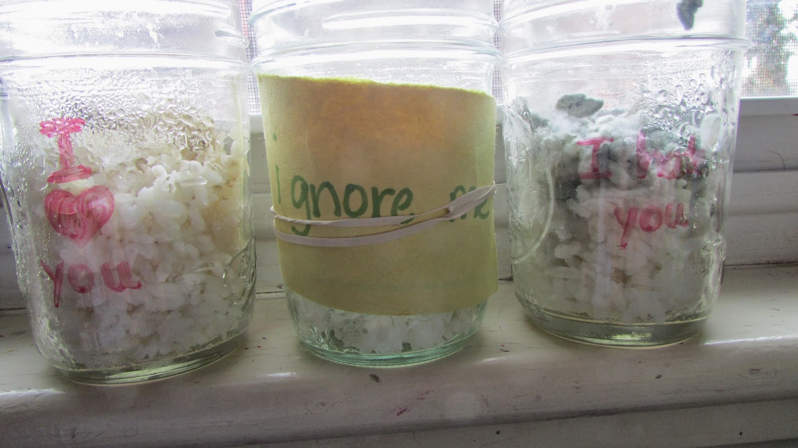 You Leave Me Breadless The Rice Experiment