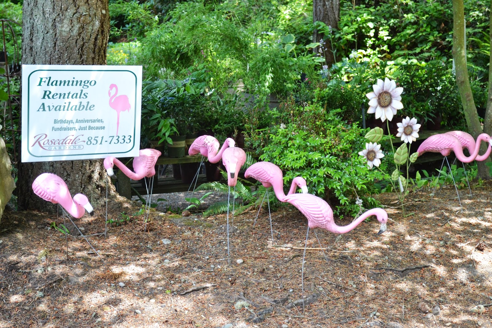 The Outlaw Gardener Visiting Rosedale Gardens in Gig Harbor, WA