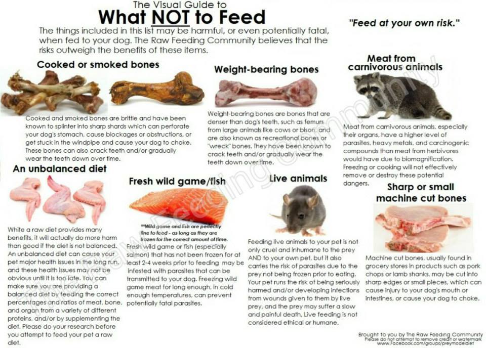 Dog Raw Food Diet Bad Breath Dog Raw Food Diet Bad Breath
