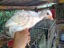 AYAM MUTIARA PUTIH BERSIH