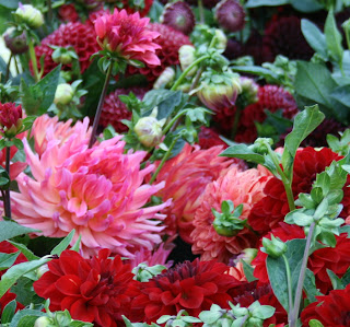 Healthy dahlias blooming in August in the field at Lynch Creek Farm. 2010 LCF field dahlias