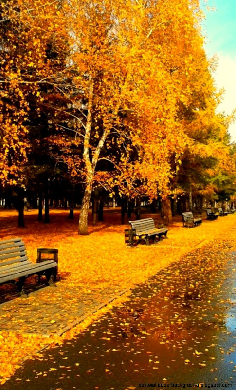 768x1280 Sunny Autumn Day Nexus 4 wallpaper 768x1280 Sunny Autumn Day Nexus 4 wallpaper