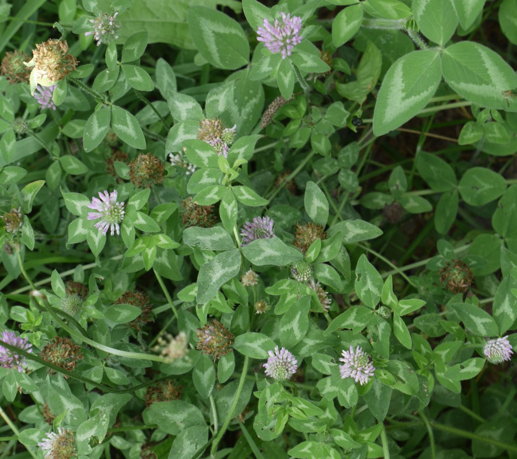 Ruff Survival Wild Edible Plants, Part 1