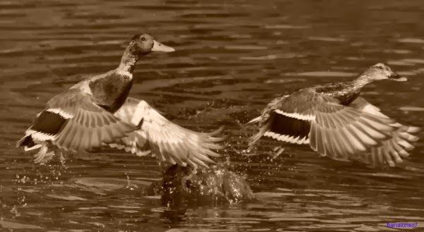 Pareja de Pato