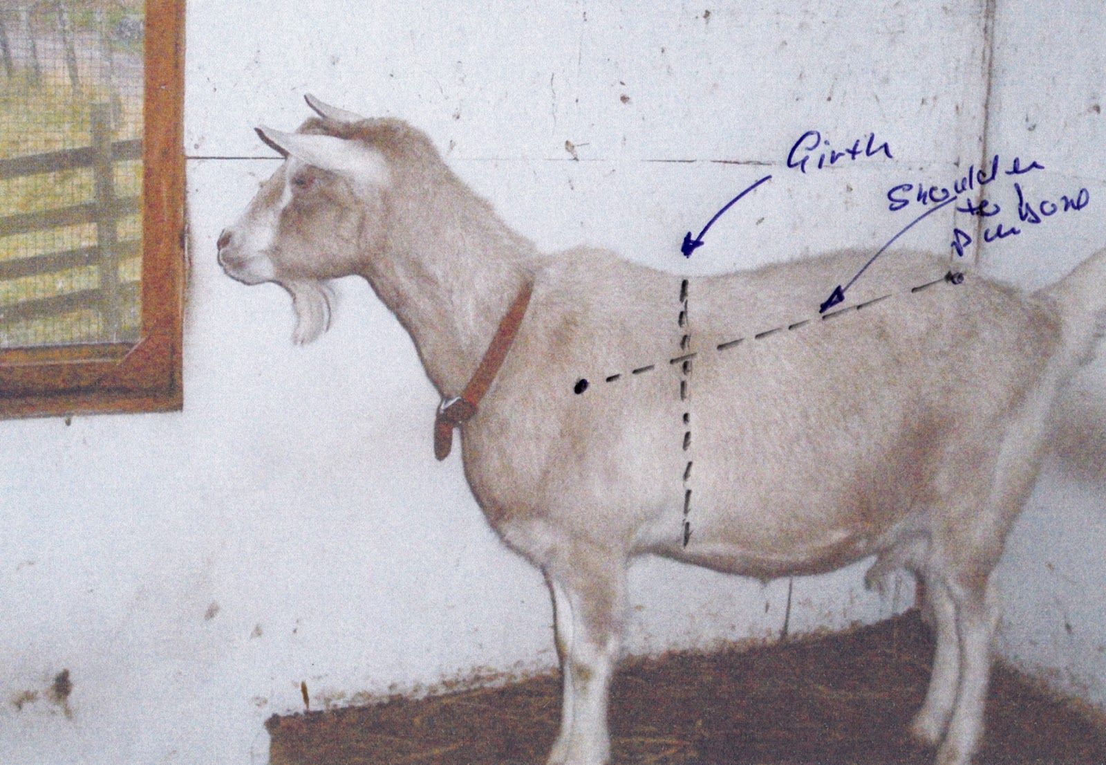 CraigardCroft Weighing goats A dressmaker's tape and arithmetic.