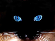 There is a large heavy black cat which may count some ancient Egyptian line . heavy black cat