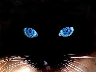 black cat face wallpaper animal digital photo