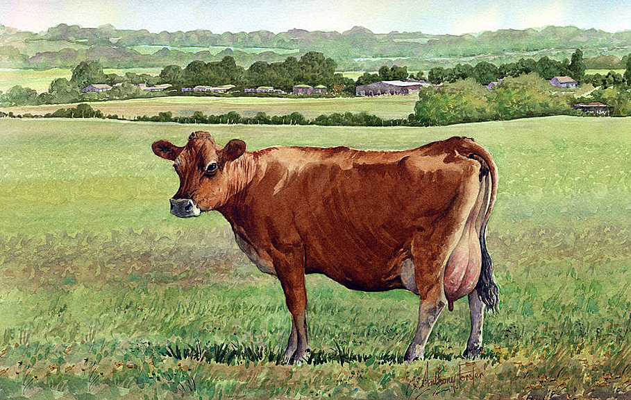 Historic Pelham Pelham Manor's Most Famous Cow