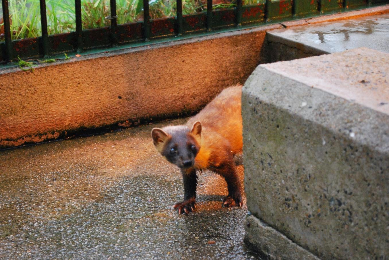 福岡市動物園ブログ テンの健康診断