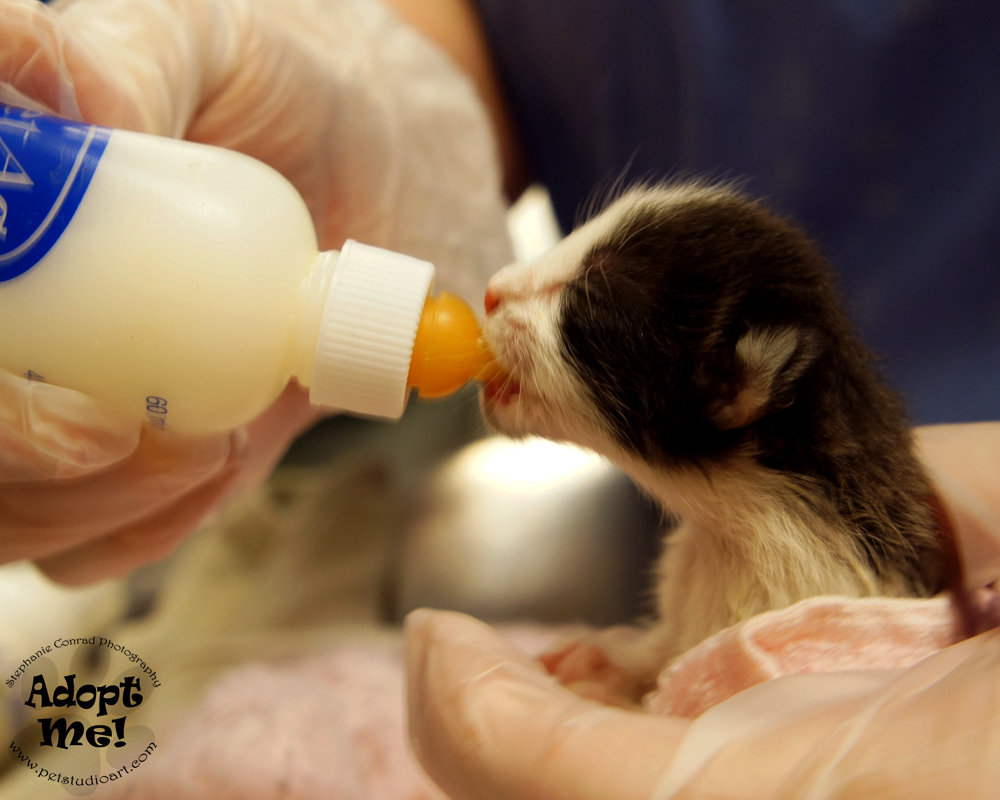 The Pet Studio Big Things for Little Lives