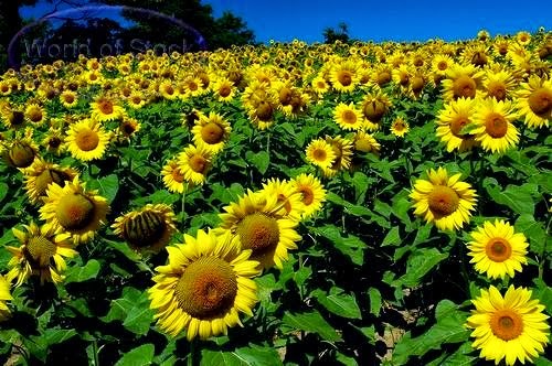 Gambar Macam-macam gerak pada tumbuhan