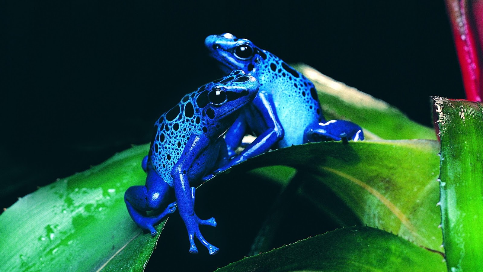 HD Wallpapers Desktop: Frogs HD Wallpapers