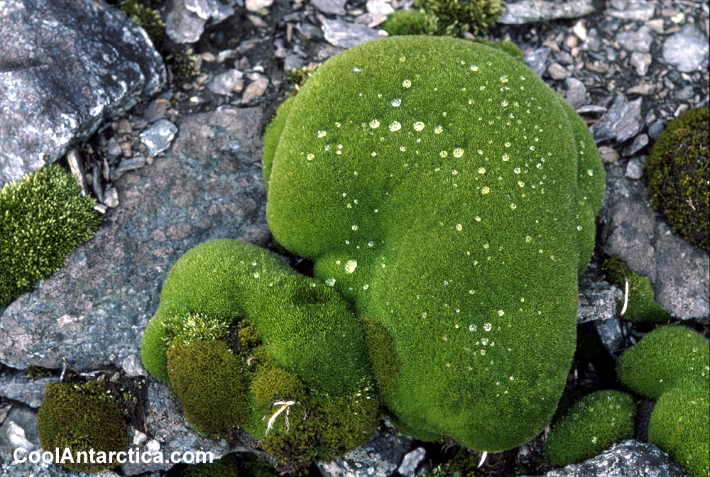 download free moss for plants download free moss for plants