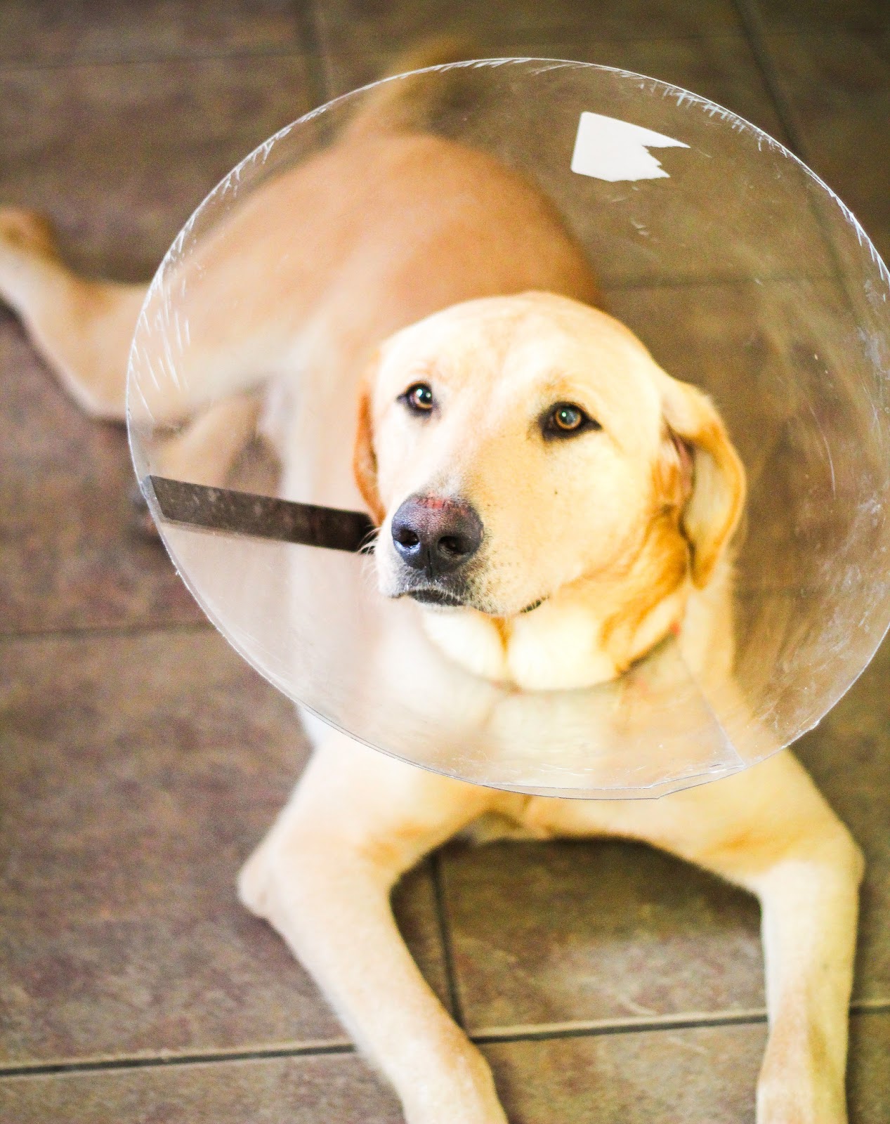 Musings of Kyooyoo Yoo 479 Cone Of Shame An Annotated Photo Documentary