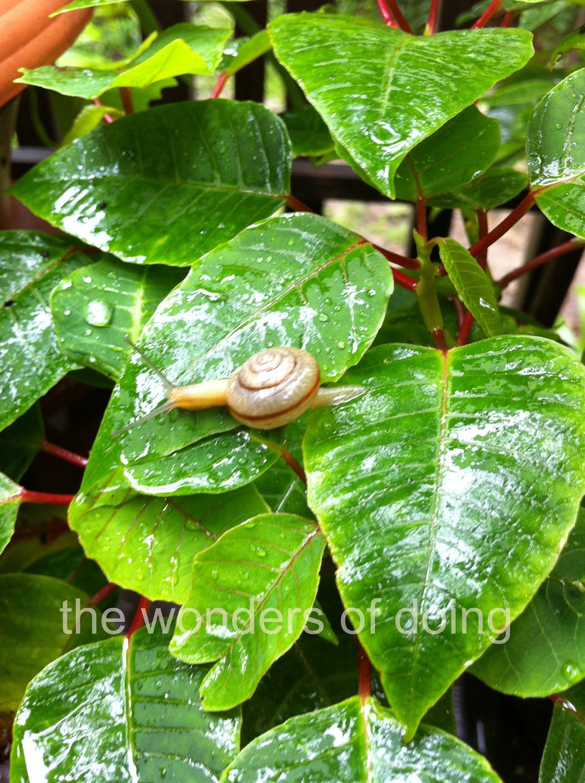 The Wonders of Doing All this rain has brought out the Snails....