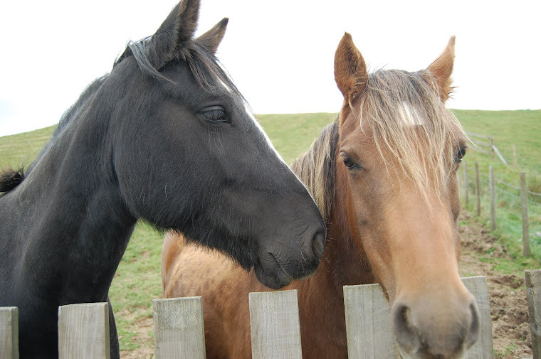2 of our horses
