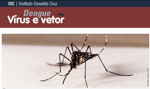 DENGUE VÍRUS E VETOR