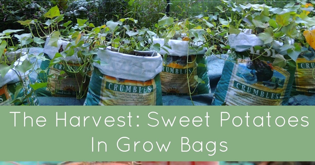 How to Grow in Grow Bags - Northern Homestead