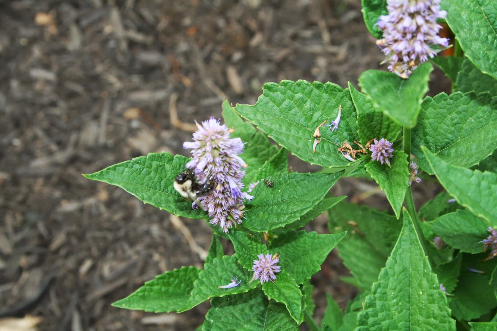 Urban Pollinators Pollinator Friendly Garden Plants For Spring