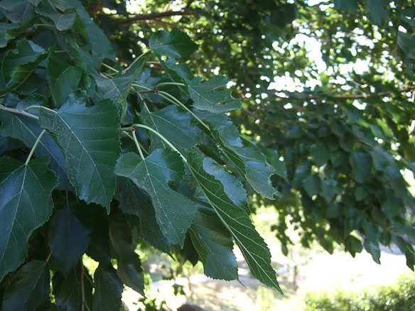 fruitless mulberry leaves