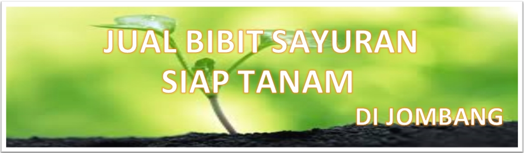 Jual Bibit Sayuran Jombang | 085732436633 | SIAP TANAM