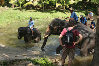 Thai elephant conservation centre
