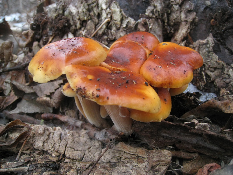 Distracted Naturalist Mushrooms in February