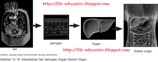 Sistem Organ pada Tubuh Hewan Vertebrata dan Manusia